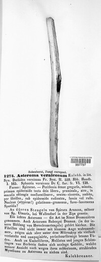 Asteroma vernicosum image